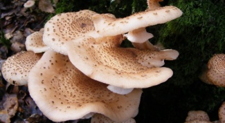 Какие грибы можно собирать в сентябре