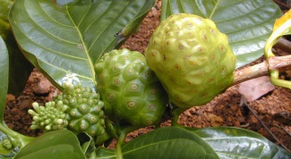 Как называется плод, растущий на Таити и позволяющий жить 100 лет 