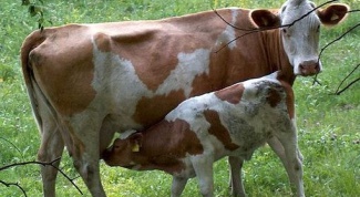 Что означает яловая корова