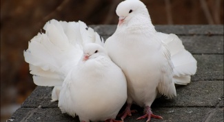 Pigeon droppings as fertilizer 