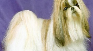 Тибетская порода ши-тцу - собака, у которой выпадают глаза 