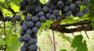 Когда сажать виноград 