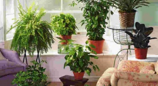 Как подобрать и размастить растения, чтобы в темной комнате стало уютно