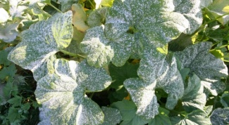 Methods to combat powdery mildew on cucumbers