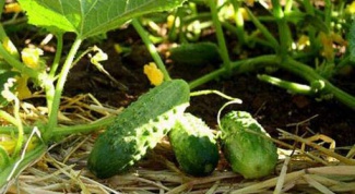Why is there no harvest of cucumbers and how to deal with it