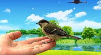 Which is better: a bird in the hand or pie in the sky 