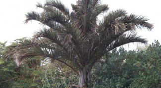 У какой пальмы самые большие листья в мире 