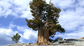 Какое самое старое дерево на нашей планете 