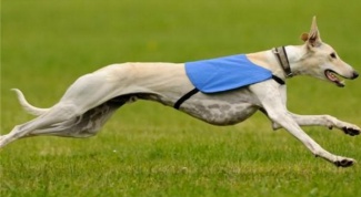 Самая быстрая собака в мире 