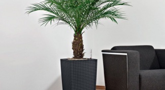 Украшение для дома – пальма финиковая 