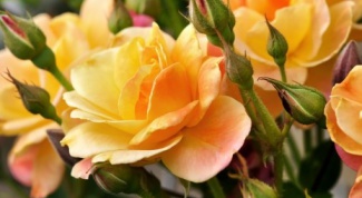 What fertilizers are needed for roses 