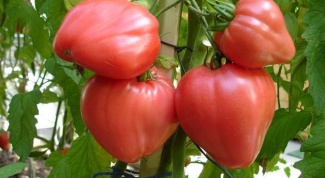 Tomato 'Pink honey': description, rules of cultivation