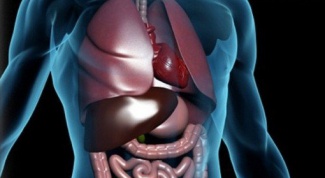 Органы брюшной полости человека 
