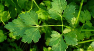 Why during pregnancy you can't eat parsley