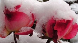 Сколько градусов мороза выдерживают незакрытые розы 