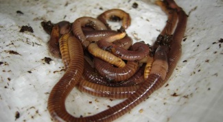 Как размножаются черви 