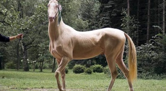 Изабелловая масть лошадей: особенности 
