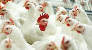 How to choose chickens-broilers
