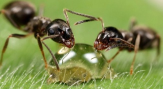 Сколько живут муравьи 
