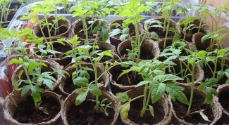 How to apply growth factors to the seedling tomatoes and peppers 