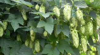 How to bring the hops from the site