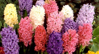 Гиацинт микс – прекрасный цветок с упоительным запахом 