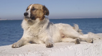 Демодекоз у собак: симптомы и причины