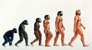 Этапы эволюции человека: сложное простыми словами 