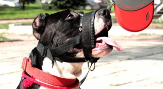 Muzzle for dogs — the right accessory for unbalanced
