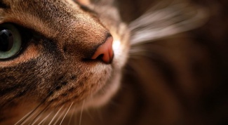 Why do cats wet nose