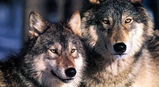 Is it true that wolf one and wolf for life
