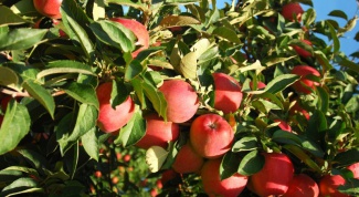 If you need a trim Apple trees in summer: features of care