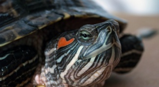 Why the red-eared terrapins became soft shell