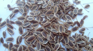 Fennel seeds - how to take