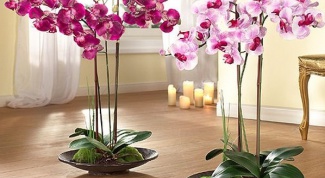 Орхидеи: уход и пересадка