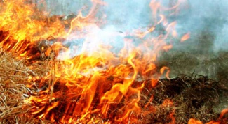 Как влияет на окружающую среду сжигание сухой травы