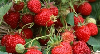 When and what fertilizer to use for strawberries