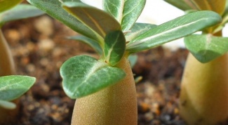 When and how to sow the seeds of adenium