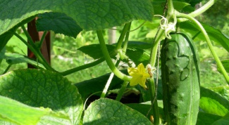 How and when to apply fertilizers need cucumbers