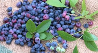 How to preserve blueberries for winter