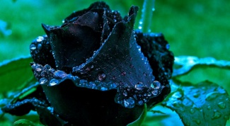 Are there black roses: varieties