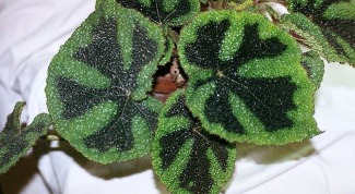 Why the begonias dry leaves