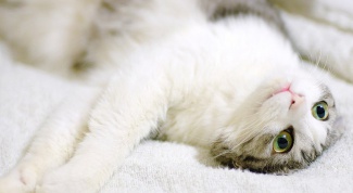 How to treat coronavirus in cats 