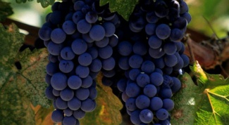 Как разводить виноград черенками