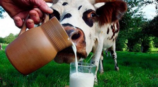 Чем опасно парное молоко из-под коровы