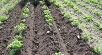 Как сажать и выращивать картофель