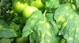 Why yellow lower leaves of tomatoes