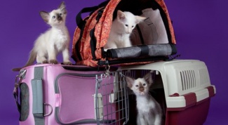 Как выбрать сумку-переноску для кошки