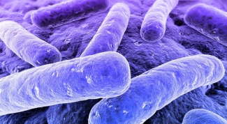 Какие существуют виды бактерий
