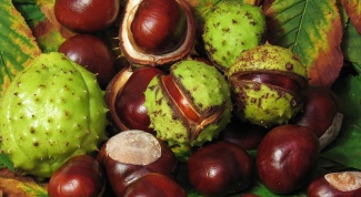 How to prepare a tincture chestnut